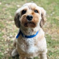Photo of Bailey