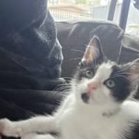 Photo of Toby
