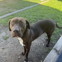 Photo of Luna