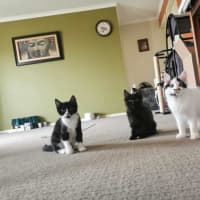 Photo of Boots   Located In Deer Park