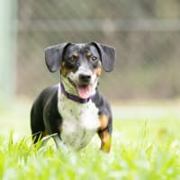 Photo of Tuppence