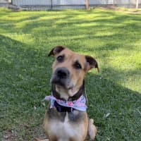 Photo of Mali *$250 Adoption Fee*