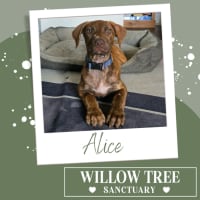 Photo of Alice