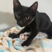 Photo of Emmett  **2nd Chance Cat Rescue**