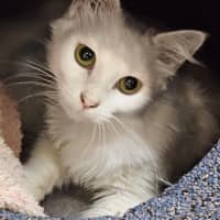 Photo of Willow