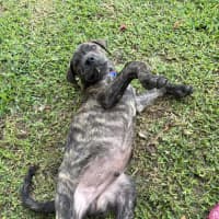 Photo of Rex   8 Week Old Mixed Breed (Trial 13/1/25)