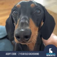 Photo of Eddie   2 Year Old Dachshund