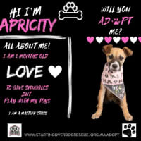 Photo of Apricity