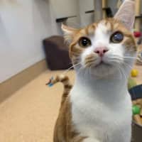 Photo of Baby Gingy