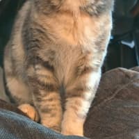 Photo of Peanut