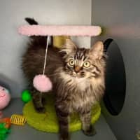 Photo of Berlioz