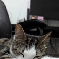 Photo of 🤠 Bandit 🤠