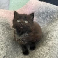 Photo of Spook