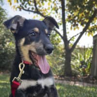 Photo of Dragonfruit 