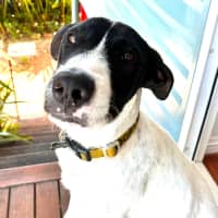 Photo of Buster