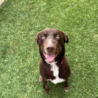 Photo of Ace