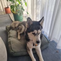 Photo of Chief