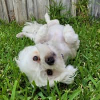 Photo of Daisy
