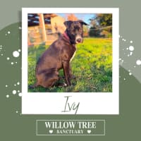 Photo of Ivy