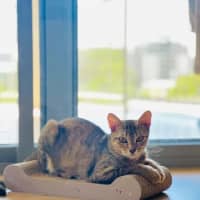 Photo of Star