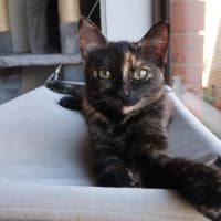 Photo of Diet Dr Pepper