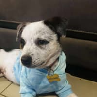 Photo of Bob