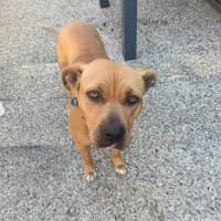 Photo of Taffy *$150 Adoption Fee*