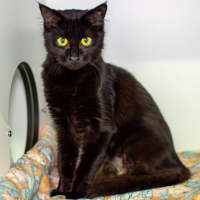Photo of Cleo