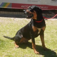 Photo of Sarge