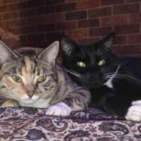 Photo of Lotus & Sage