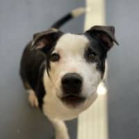 Photo of Ralphie