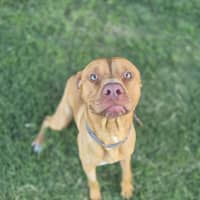 Photo of Barney