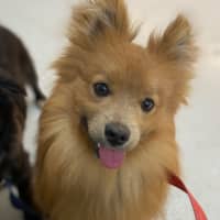 Photo of Pompom
