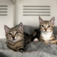 Photo of Crumble & Doughie  Meet Us @ Petstock Double Bay!