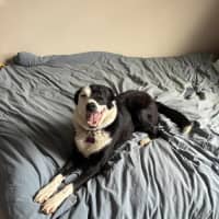 Photo of Lucy 