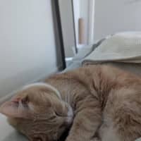 Photo of Peaches