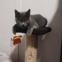 Photo of Luna (Bonded To Mya)