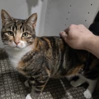 Photo of Syrup   6 Year Old Domestic Short Hair