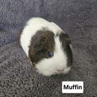 Photo of Muffin 
