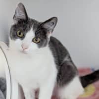 Photo of Cleocatra