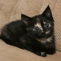 Photo of Twix