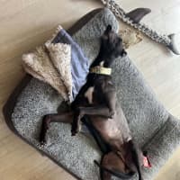 Photo of Boston, The Greyhound