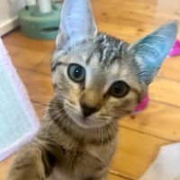 Photo of Meisha