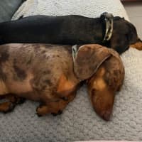 Photo of Bowie And Wombat