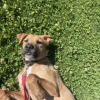 Photo of Sarge