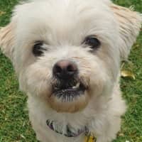 Photo of Roxy