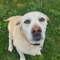 Photo of Lucy