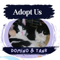 Photo of Domino & Tank