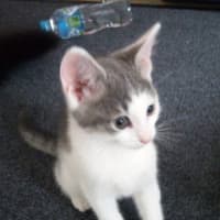 Photo of Millie Available 12/4