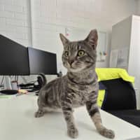 Photo of Draco! 🎩